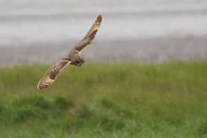 robert j - owl in flight