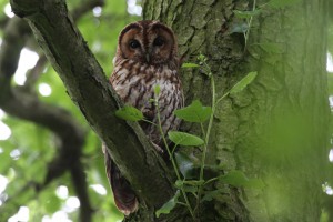 robert j - owl in tree
