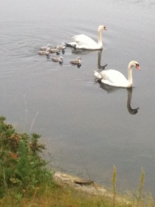 swan & cygnets II